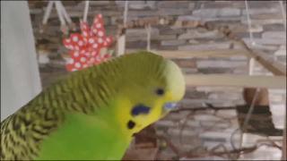 Тренировочный волнистый попугайчик