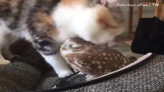 Кошка облизывает сову вкусно