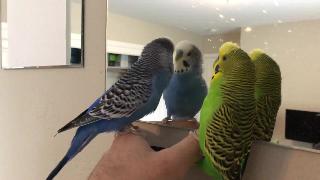 Волнистые попугайчики говорят со своими отражениями в зеркале