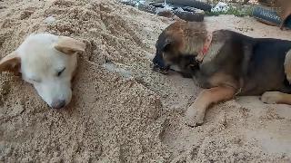 Собачка покрывает сестру песком