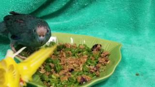 Попугай какарикис с вегетарианским и птичьим хлебом