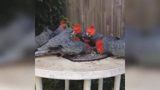 Разведение попугайных клеток и разведение попугаев