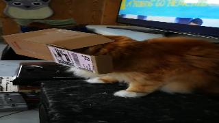 Кот в коробке часть фуссел