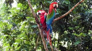 Пара красных ар ара краснозеленая ара попугаи