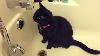 Кошка пьет воду в ванне