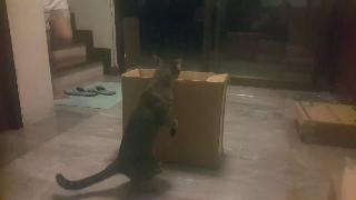 Малюсенький шустрый шустрый котик в коробке