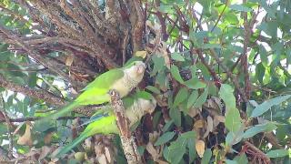 Дикие попугаи квакеров на югозападе флориды