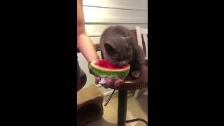 Почему моя кошка любит арбуз