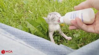 Милые дети котенка пьют молоко из бутылок видео