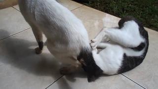 Милый котенок играет чтобы бороться со старой кошкой