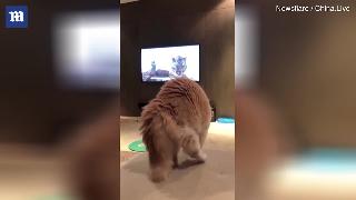 Веселый момент кот напуган ревущим тигром в телевизионном фильме