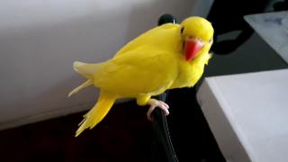 Бесплатное обучение полетам желтый индийский попугайчик фейсал джавед тв