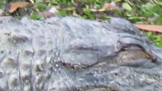 У маленького американского аллигатора с закрытыми глазами колоссальный хвост си пайнс хилтон хед айленд южная каролина