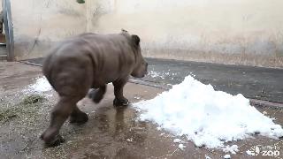 Зоопарк торонто белый носорог встречает снег