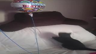 Кошка пытается получить воздушный шар мгновенно сожалеет об этом