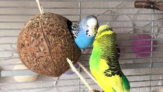 Кокосовые качели для волнистых попугайчиков