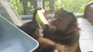 Маленькая обезьяна пытается укусить арбуз