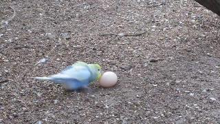 Когда волнистые попугайчики обнаруживают яйцо фазана