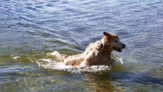 Счастливая собака в погоне за палкой и купание в озере кроули округ моно центральная калифорния