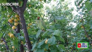 Попугай ест абрикосы на дереве в индии