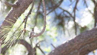 Колибри поет в моем дереве