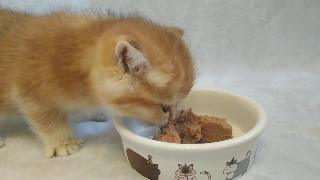 Британский котенок ест вкусную еду котенок голоден