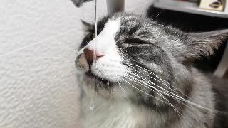 Норвежская кошка пьет водопроводную воду кот пьет изпод крана