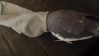 Момо любит носки