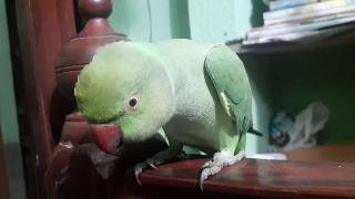 Мой говорящий попугай индийский попугай с кольцом