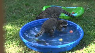 Еноты играют во дворе с бассейном и игрушками