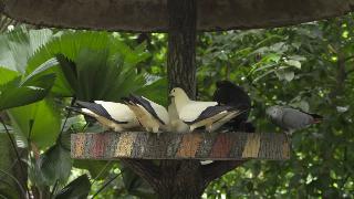 Кормушка для тропических птиц и ванна для птиц с натуральными звуки тропических птиц
