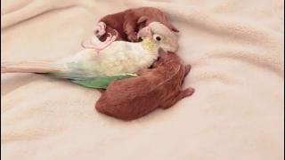 Два новорожденных щенка вздремнули с птицей
