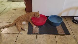Кот пьет воду из чаши