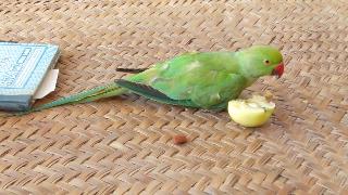 Индийский попугай отличная еда для еды