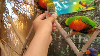 Кормление птиц на ярмарке в лосанджелесе