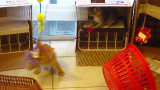 Милый оранжевый котенок играет с игрушками кошки полоса препятствий для американского котенканиндзя