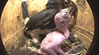 Птицаносорог кормит своего ребенка
