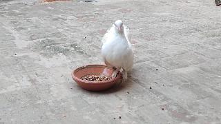 Белый необычный голубь