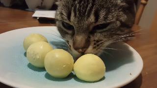 Мой кот ест больше яичных желтков