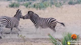 Борьба зебр