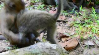 Обезьяна макус играет жестко с малышом брутусом обезьяна кошмар