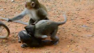 Сирота маленькая обезьянка плачет когда друг бьет в группе