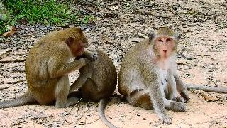 Это очень забавный клип обезьяны маленькая обезьянка но сильная потребность против большой