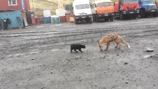 Кот пытается ограбить лису