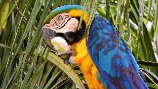 Ара ест кокос птицы в поисках пищи ара синежелтая