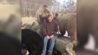 Смешные медведи симпатичные медведи делают вещи смешно часть смешные животные