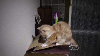 Кошка которая восхитительно смотрится на бумажных пакетах кошка царапается на бумажном пакете