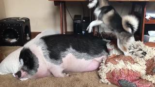Свинья и собака