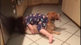 Маленькая девочка утешает собаку напуганную грозами