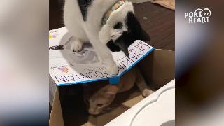 Кот не позволяет котенку выйти из коробки
